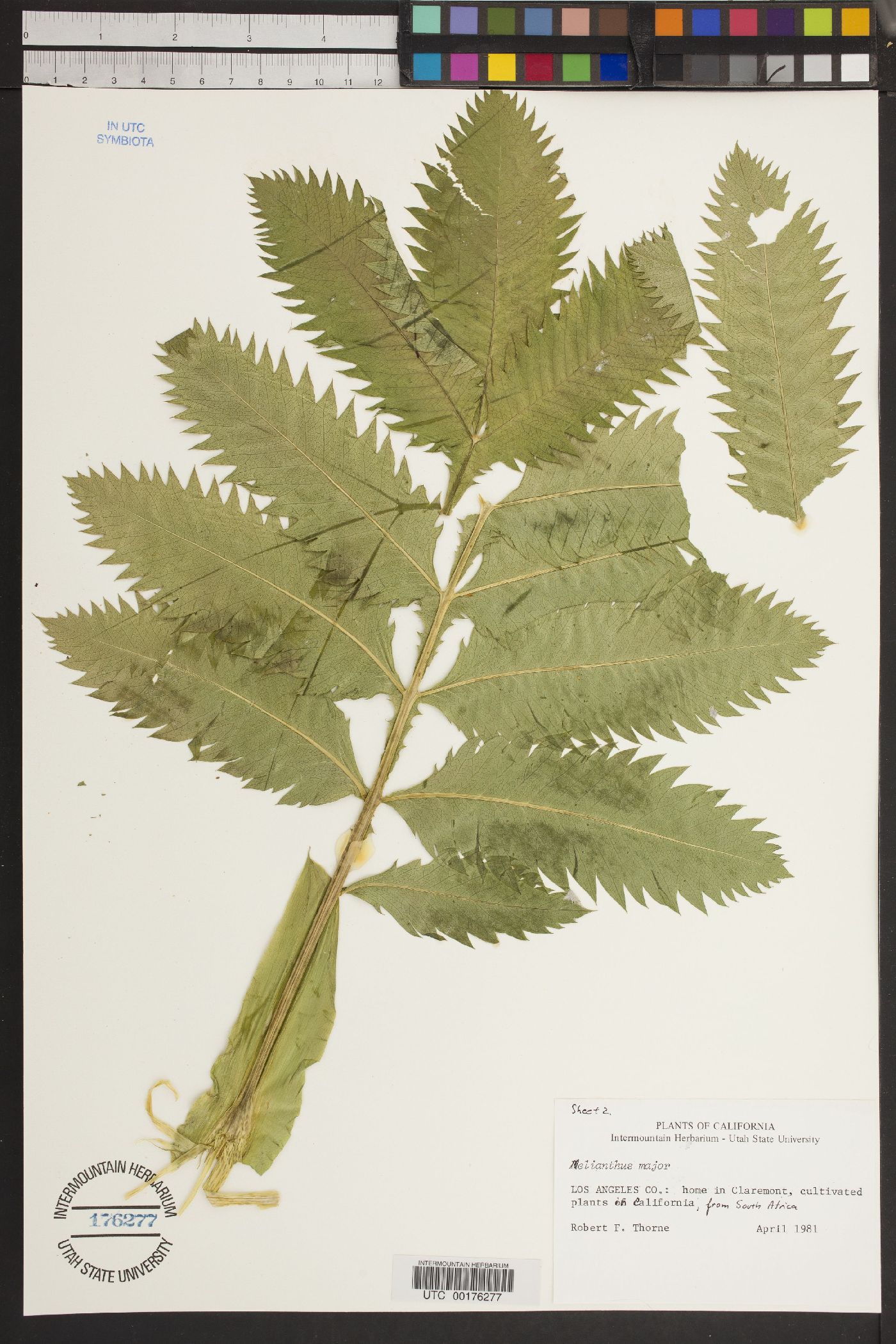 Melianthus major image