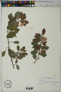Grewia occidentalis image