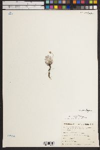 Eriogonum ovalifolium var. depressum image