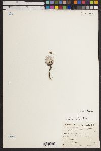 Eriogonum ovalifolium image