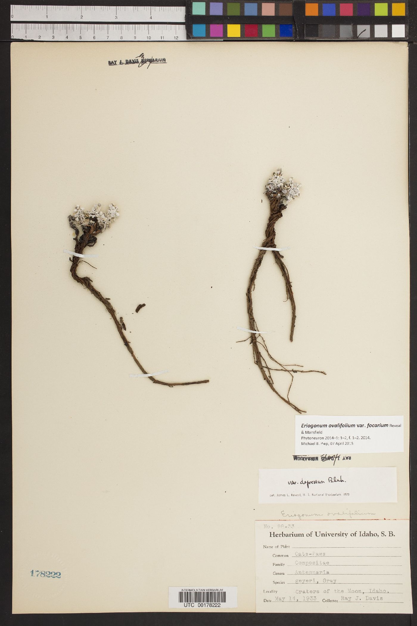 Eriogonum ovalifolium var. focarium image