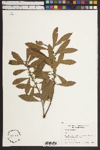 Myrica cerifera image