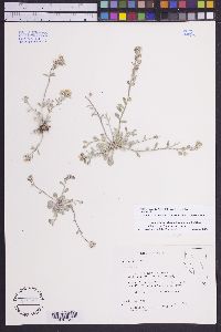 Physaria kingii subsp. kingii image