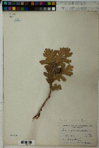 Quercus gambelii image