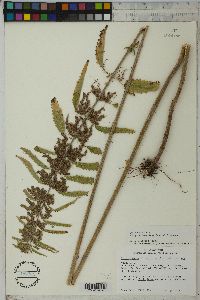 Urtica gracilis image