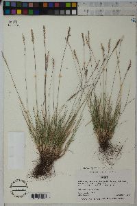 Festuca ovina image