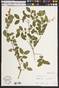 Ligustrum sinense image