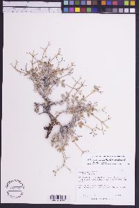 Eriogonum microtheca var. lapidicola image