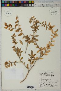 Image of Scyphellandra virgata