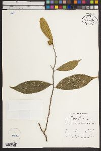 Dichapetalum gelonioides image