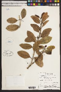 Image of Hortonia floribunda