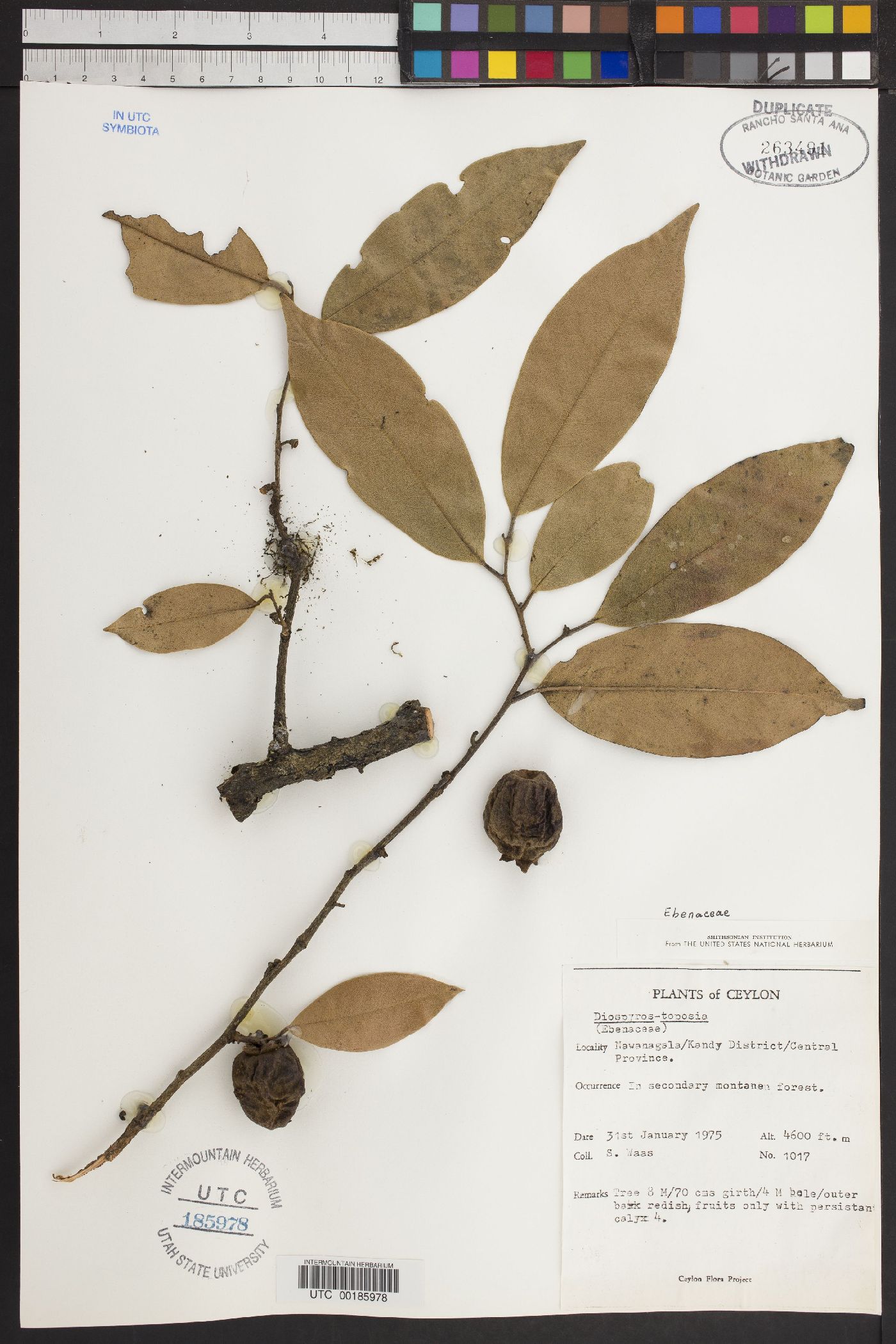 Diospyros toposia image