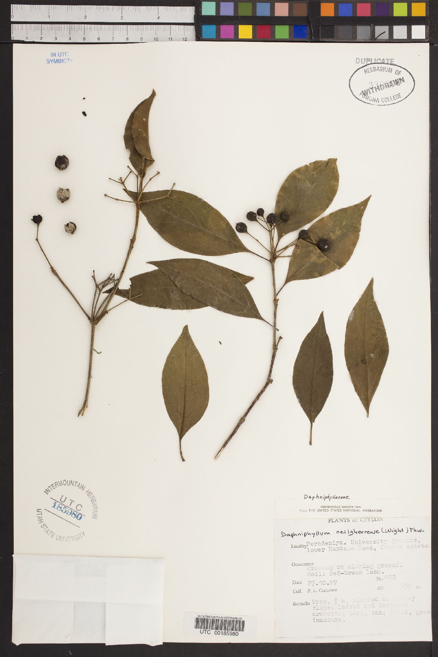 Daphniphyllum neilgherrense image