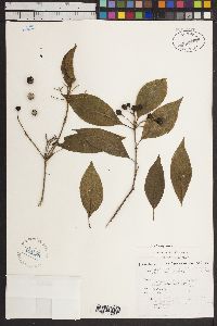 Image of Daphniphyllum neilgherrense