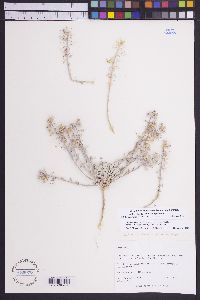 Physaria kingii subsp. latifolia image