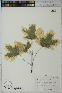 Acer platanoides image