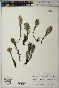 Castilleja pulchella image