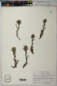 Castilleja pulchella image