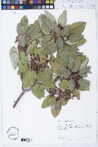 Arbutus xalapensis image