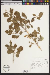 Fraxinus cuspidata image