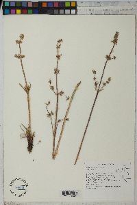 Valeriana edulis image