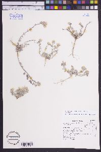 Physaria kingii image