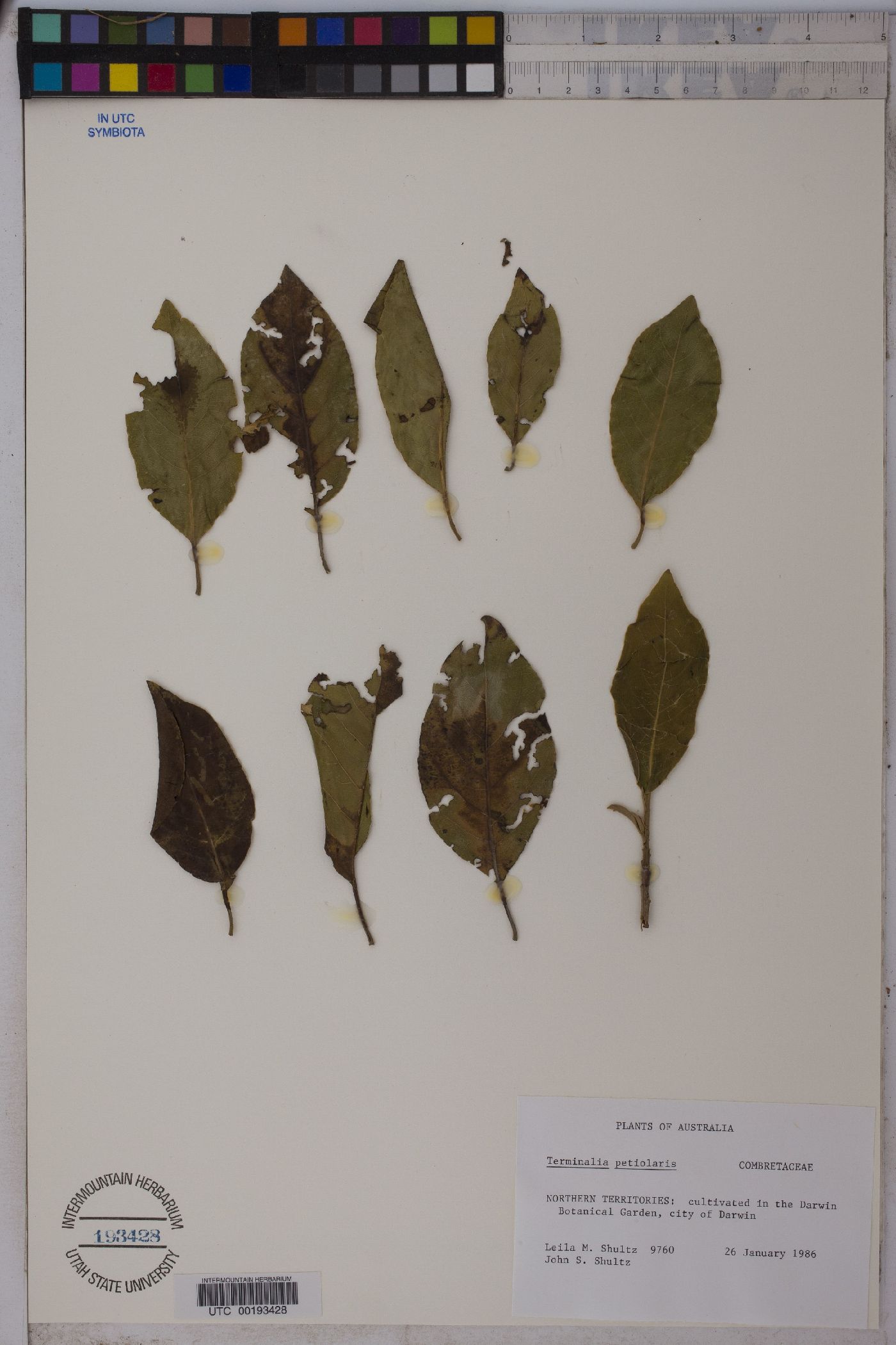 Terminalia petiolaris image