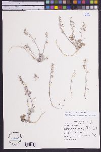 Physaria kingii subsp. kingii image