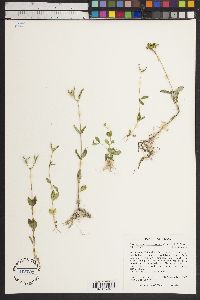 Mitreola sessilifolia image