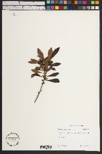 Myrica cerifera image