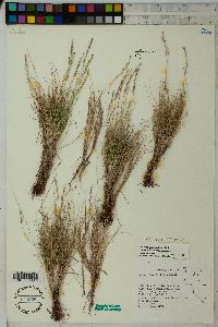 Festuca saximontana image