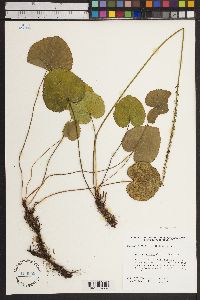 Galax urceolata image