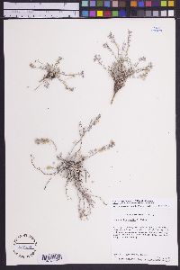 Physaria kingii subsp. latifolia image