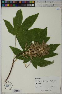 Acer macrophyllum image