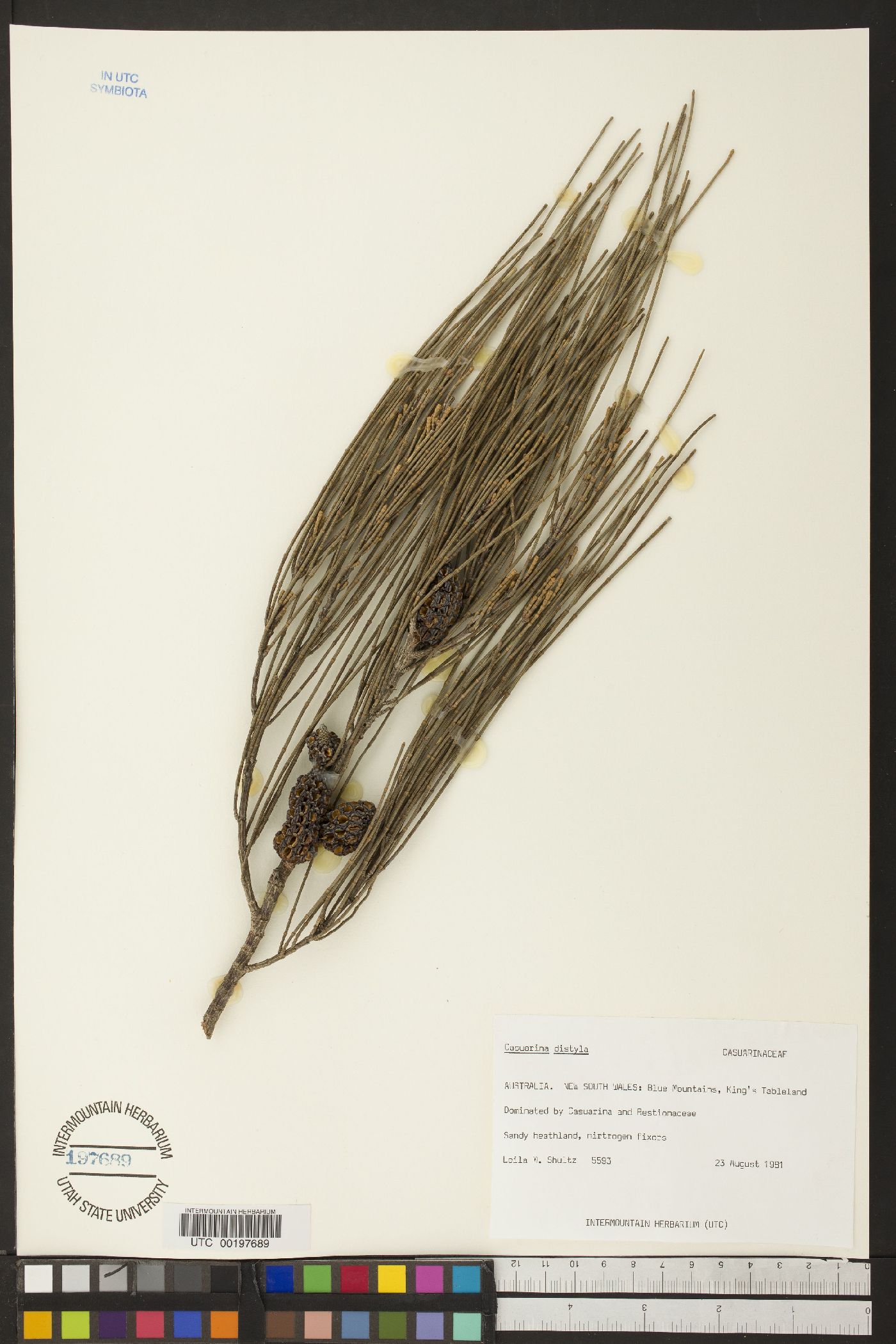 Casuarina distyla image