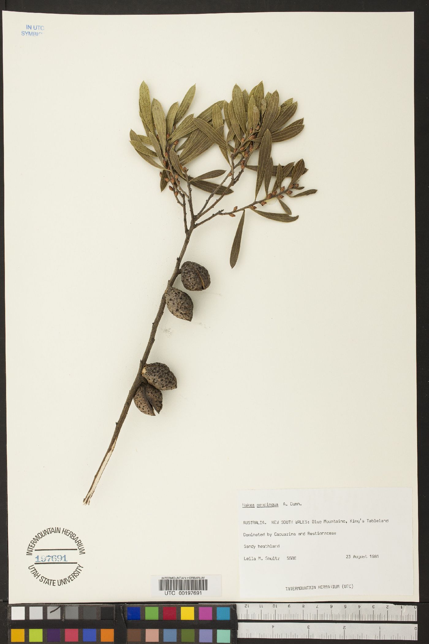 Hakea propinqua image