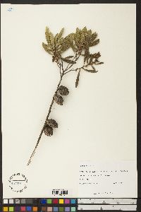 Image of Hakea propinqua