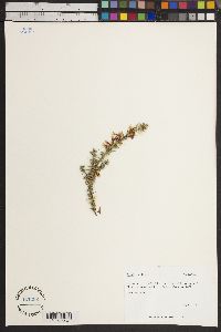 Epacris longiflora image