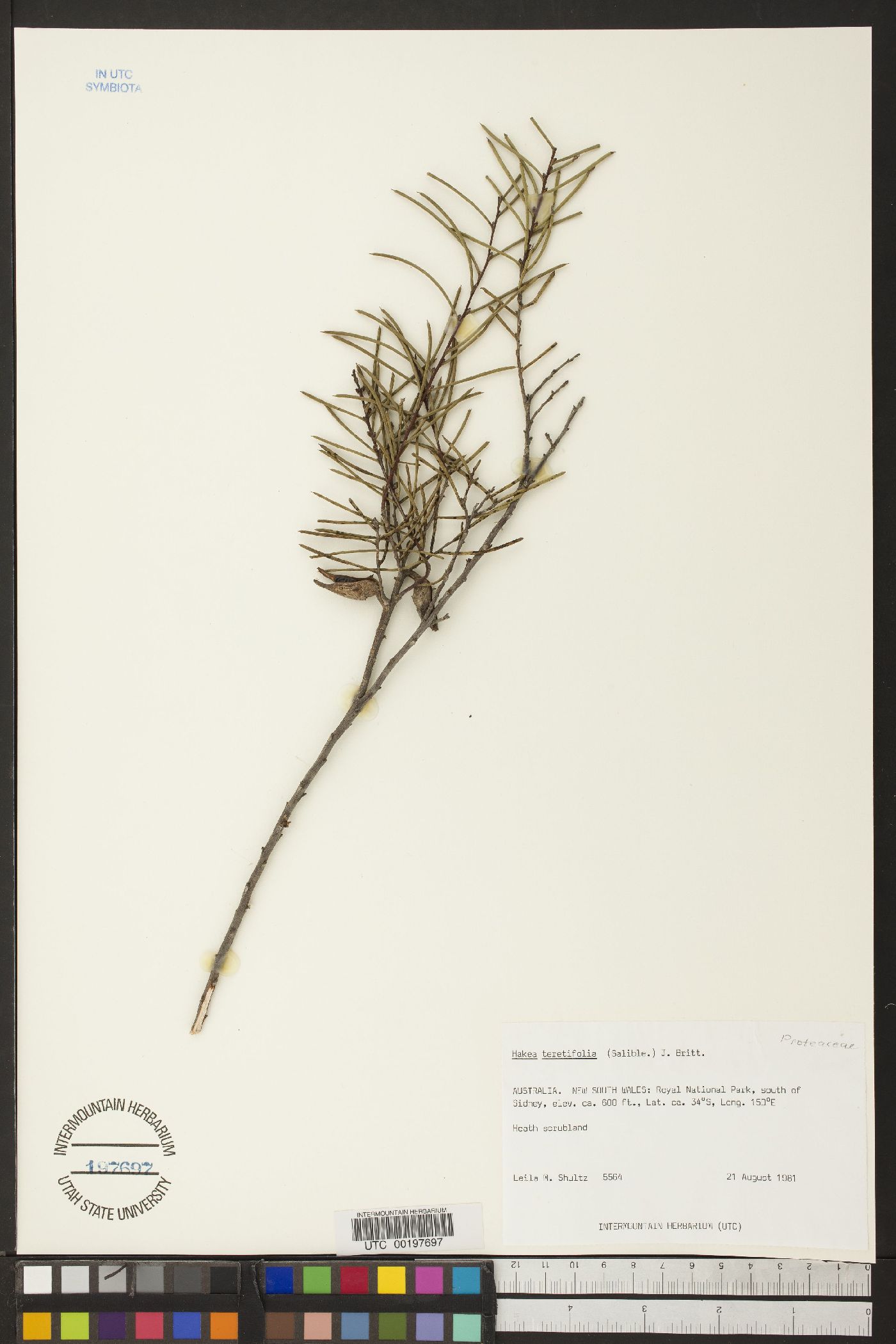 Hakea teretifolia image