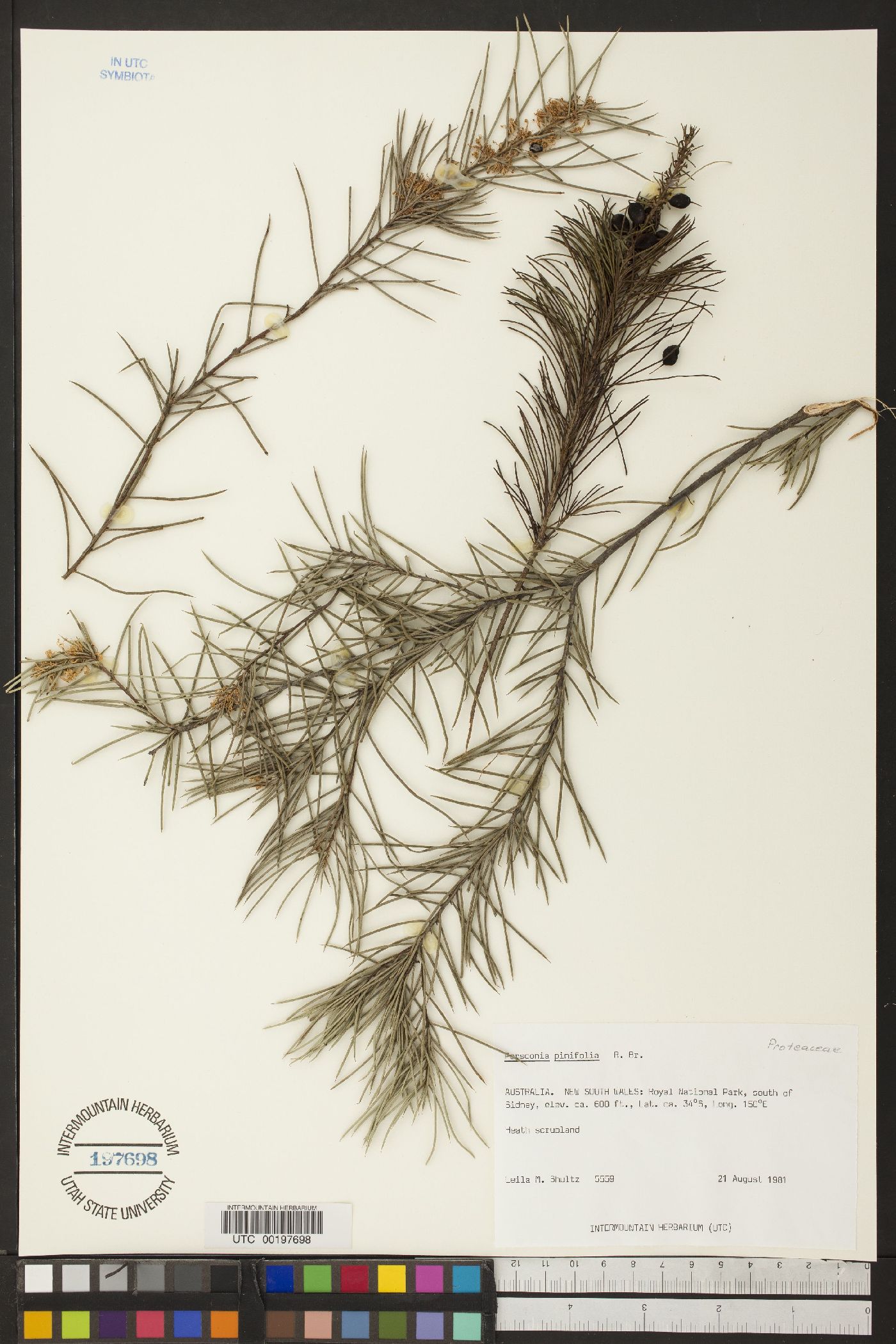 Persoonia pinifolia image