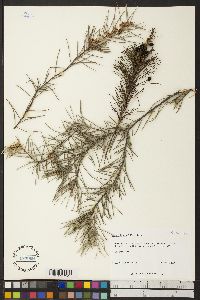 Image of Persoonia pinifolia