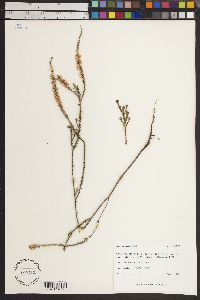 Epacris microphylla image