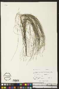 Casuarina equisetifolia image