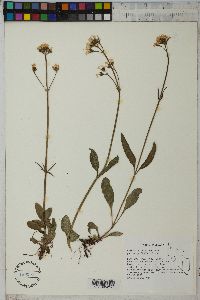 Valeriana acutiloba image