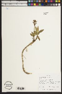 Menyanthes trifoliata image