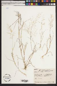 Eragrostis mexicana image