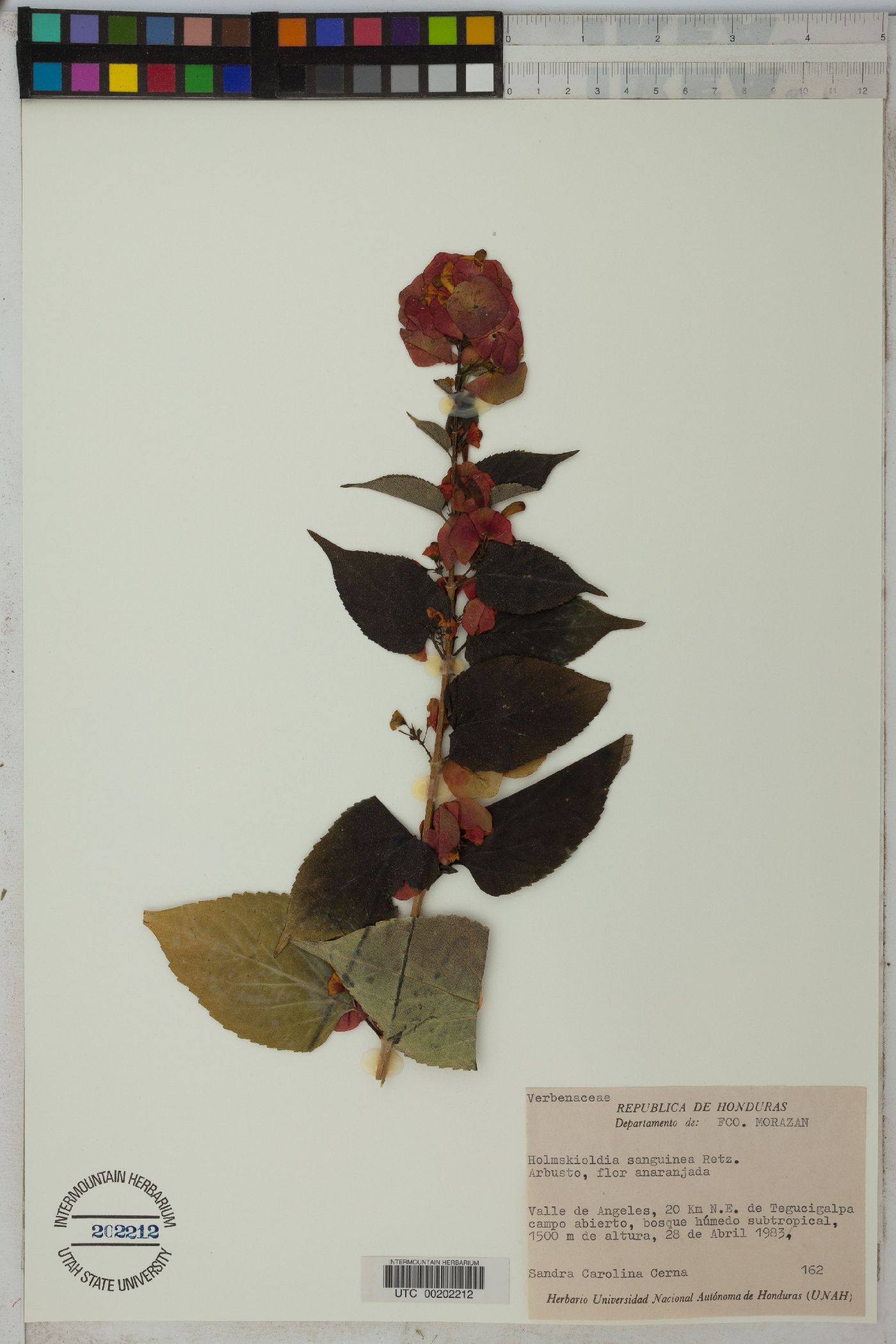 Holmskioldia image
