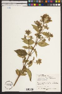 Image of Tibouchina longifolia