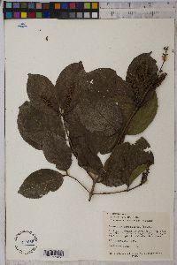 Combretum fruticosum image