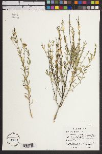 Menodora longiflora image